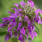 Saterkali Semi di limone Monarda, 50 Pz/borsa Semi di fiori Viola Naturale Buon raccolto Pianta facile Semi di limone Monarda per piantare Seme