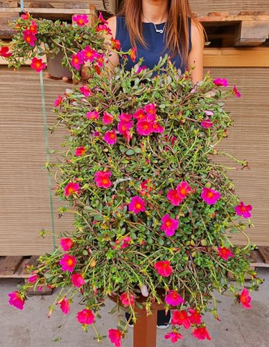 POWERS TO FLOWERS - PORTULACA FUCSIA, 3 PIANTE, vaso 14cm diametro, piante vere