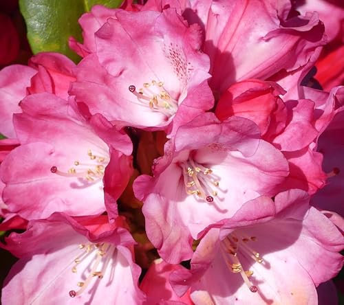 Rhododendron yakushimanum 'Morgenrot' Japanische Azalee 40-50 cm winterhart Freilandaufzucht