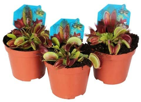 DECOALIVE Trio de Plantas Carnívoras Venus Atrapamoscas Dionaea Muscipula Pack de 3 Unidades
