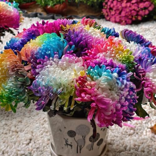 semillas de crisantemo resistentes - crisantemo - primavera, silvestres jardín, rocas resistentes balcón perennes silvestres balcón 60pcs