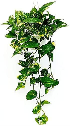 AMDGarden Pianta di Pothos Rampicante Foglie Giganti Potus Epipremnum Aureum per Interni Vaso Basket 18 cm