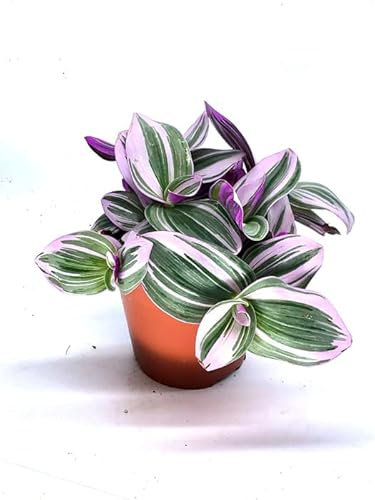 Nanouk Planta Tradescantia Natural con Hojas Tapizantes