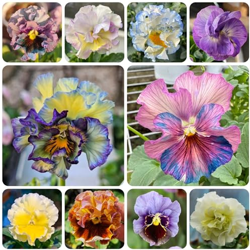 semi resistenti viola del pensiero - campo da balcone, recisi di viola del pensiero, decorazioni, luoghi 1000pcs