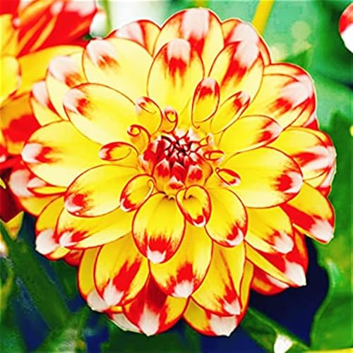 Elegante und wunderschöne Dahlien, winterharte, mehrjährige, dekorative Dahlien für drinnen und draußen-2 rhizome-I