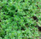Homely Bonsaï Heirloom Herb Thym Commun Anglais Allemand 100 Culinaire
