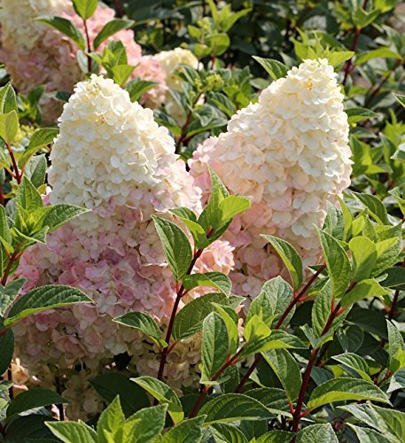 Rispenhortensie Silver Dollar 40-60cm - Hydrangea paniculata - lebende Gartenpflanze aus den Baumschulen
