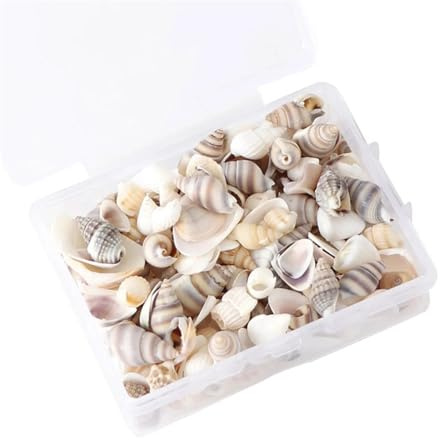 Coquilles de mer Coquilles de mer mixtes, Coquillages for l'artisanat 1 boîte modèle Nature plage coquillages coquillages de mer for bricolage café décor bijoux artisanat accessoires trous coquillage