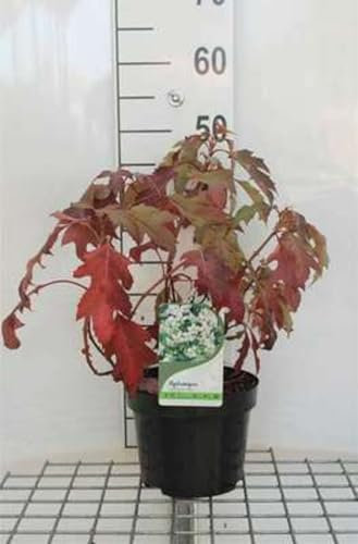 Hydrangea querc. 'Ice Crystal'® - Hortensia Ã€ Feuilles De Chêne 30-40 cm en pot