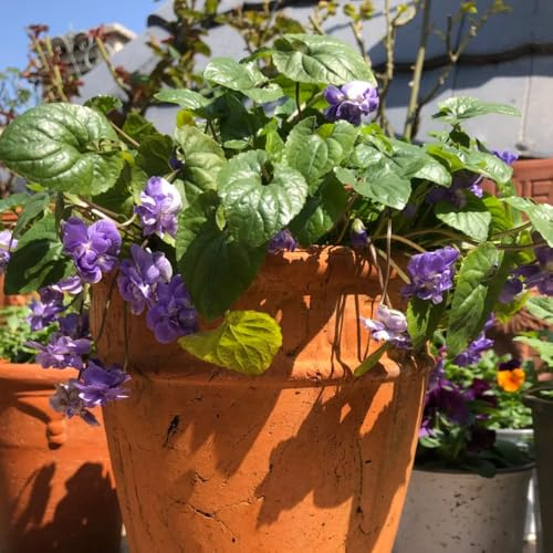 duftveilchen, winterharte kübelpflanzen heilkräuter, blumensamen balkon mehrjährig hochbeet pflanzensamen 300samen