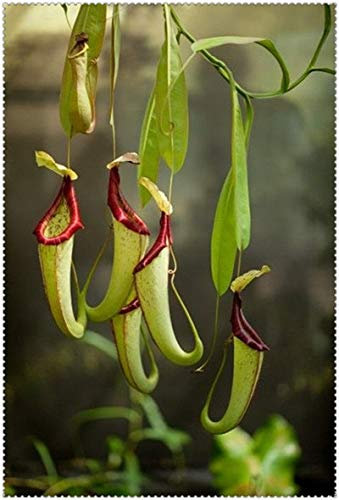 100 clip Pz gigante Venere acchiappamosche in vaso Insettivori Seed Flycatcher per il giardino: 21:Seeds