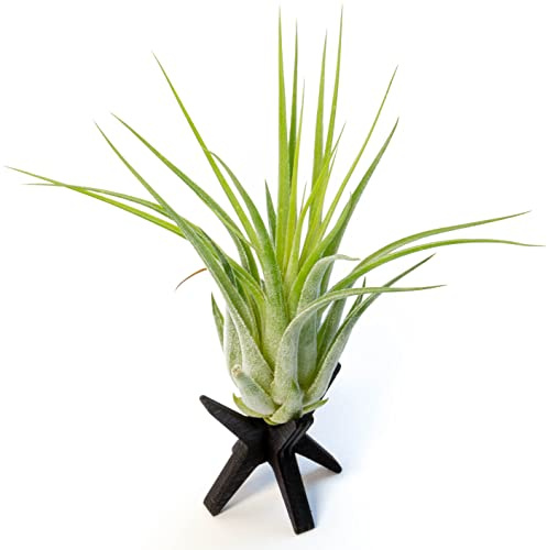 PLANDAIRE Tillandsia Scaposa Plantas de Aire Naturales Clavel del Aire Plantas Naturales Interior Resistentes Planta Aerea (Madera tono Cerezo)