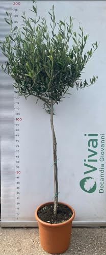 De Plante Olivier En Variétés 'En Vase 30 CM H.170/190 CM (Photo Réelle)