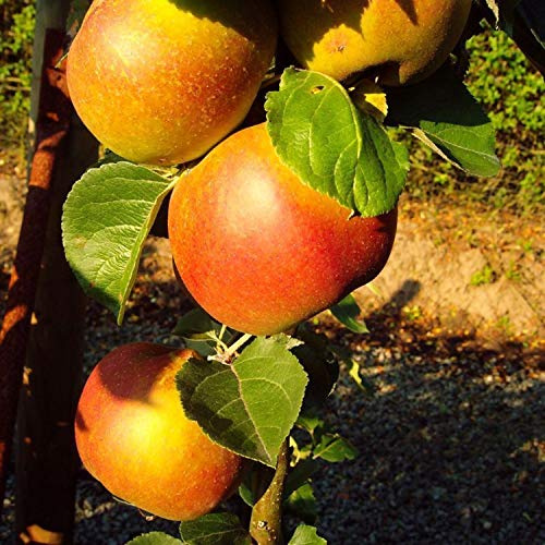 Winterapfel 'Roter Boskoop' – Apfelbaum kleinbleibend | 2-jährig im Topf | Saftig, Süß-Säuerlich, Perfekt zum Backen & Apfelmus