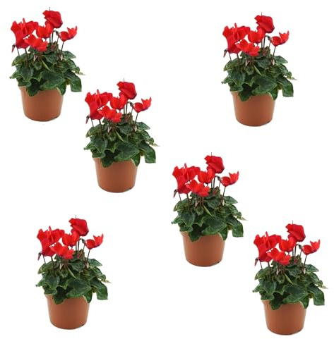 Seis Cyclamen en Pack Flores de los Alpes para Tu Espacio Exterior