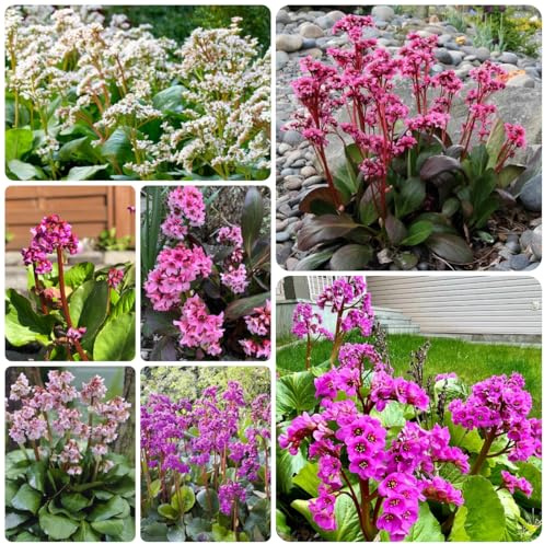 semi di bergenia cordifolia, giardino roccioso resistenti di bergenia balcone, selvatici balcone, 100pcs