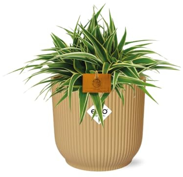 Falangio Chlorophytum Ocean in Vaso Rotondo Giallo 16 cm, da Interno