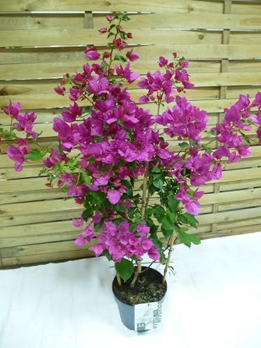 [Palmenlager] XL Bougainvillea Sanderiana 100/120 cm inkl. Rankhilfe - Trillingsblume - mediterrane Pflanze