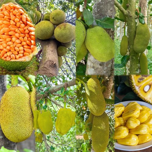 semillas de yaca techos verdes de jardín rocas, resistentes - Serie raras - jardín exóticas balcón resistentes 100pcs