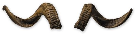 Generisch Widder Hörner ca. 65cm - Naturgetreue Tier-Kunsthörner, handgefertigt, robust & leicht – Ideal für Krampus, Perchten, Partys & Themenveranstaltungen und Deko von Motes Masken. (Widder H.6)