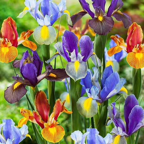 Schwertlilien Winterhart Mehrjährig - Holländische Iris Tiger Collection Blumenzwiebeln - 50 Zwiebeln - Pflanzen aus Holland für Garten und Topf (große Knollen, kein Samen)