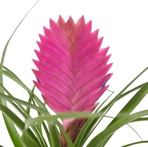 Tillandsia Cyanea Natural la Planta del Aire más Resistente