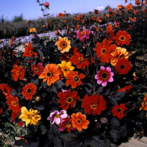 25 Dahlia Variabilis Bishops Children Seeds - Mixed Colours - 25 Seeds