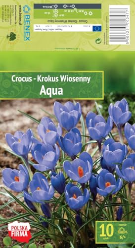 AGRONOM | Crocus - AQUA | Bulbes de fleurs vivaces | Fleurs Bleuâtre | Cultivés dans les jardins, en pots ou plantés sur des pelouses fleuries | Bulbes de crocus | 10 bulbes