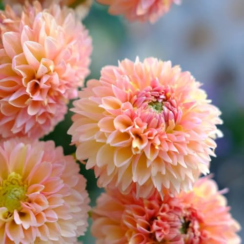 Dahlienknollen - steingartenpflanzen topfpflanzen winterharte kübelpflanzen seltene balkongarten exotische zimmerpflanzen indoor garten blumenbeet outdoor blumenzwiebeln winterhart 8pcs