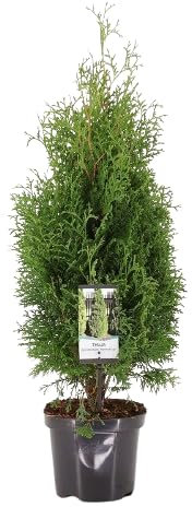 Thuja Arbusto Natural Perenne - Planta Paisajística