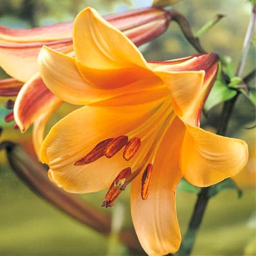 Bulbos de LILIUM (LIRIOS) | Bulbos de los mejores productores holandeses | Selección exclusiva y control de calidad | Floración garantizada. (1 Lirio de Trompeta African Queen)