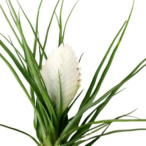 Tillandsia Cyanea Natural - Flor Blanca