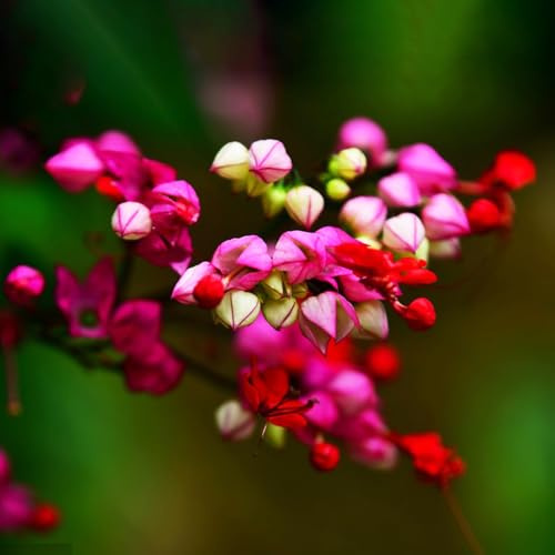 20 pcs Blumensamen- bonsai samen，pflanzen samen，Wunderschön leuchtende Blumen mit Clerodendrum thomsonae samen, pflanztöpfe，schnittblumen samen blumen garten，gartenpflanzen kletterpflanzen