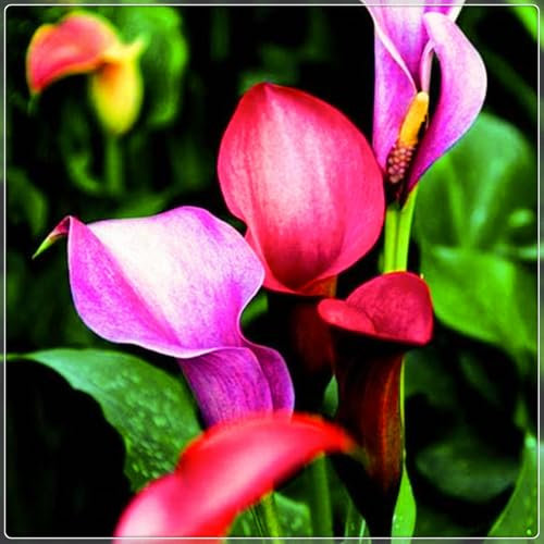 Calla Lily Bulbs-Calla Lily Plant Calla Lily Bulbs for Planting Now UK,Garden Flowers,Hardy Perennial,Plant Bulbs,Wedding Flowers-10bulbs-b