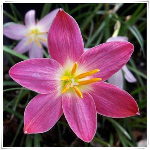 Bulbi di Zephyranthes | Fresco, Luminoso, Elegante, Tenero, Serena, Naturale-3 bulbi