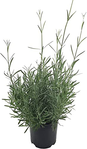 Lavanda de Uso Culinario Planta Natural Viva en Maceta