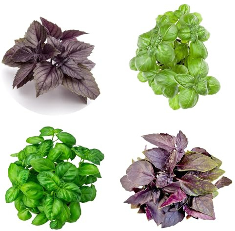 semi di basilico - esterni vecchie varietà giardino resistenti perenni balcone rari estremamente 250pcs