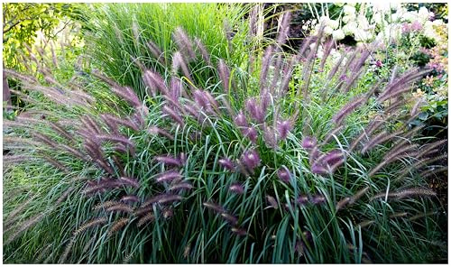 Stauden Gänge 5 x Pennisetum alopecuroides 'Red Head' winterhart | Rotes Ziergras für Sonne, Blüte Juli bis Oktober, mehrjährig, 1 L Topf (11x11 cm)