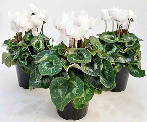 POWERS TO FLOWERS - CICLAMINO A FIORE GRANDE BIANCO, CICLAMINO DA BALCONE, 3 PIANTE, VASO 14CM Diametro, piante vere