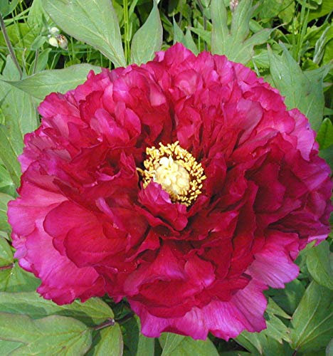 Edelpfingstrose Kansas - Paeonia lactiflora - lebende Gartenpflanze aus den Baumschulen