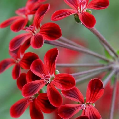 semi di geranio pelargoniumto decorativo perenne gerani da balcone insoliti decorazione floreale organica per balcone rampicanti, da giardino roccioso 60semi