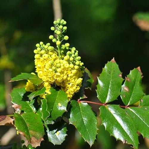 Mahonia à feuilles de houx – Mahonia aquifolium 30-50 cm pot | Arbuste persistant, fleurs jaunes parfumées, idéal haie & jardin d’ombre
