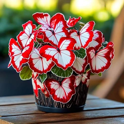 Hosta bulbi,Hosta pianta vera,Piante erbacee perenni,Facile da curare,Decorazione del giardino, bulbi belli e sani,Raro(non fiori artificiali)-8 Bulbi-D