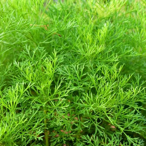 semi di aneto biologiche giardino resistenti al freddo raro rialzata esotiche orticole varietà antiche 500pcs