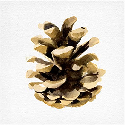 Trademark Fine Art 'Conifer Cone II' Canvas Art by Emma Caroline 18x18