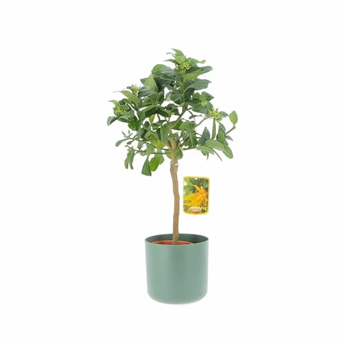 KENTIS - Plante de La Main de Bouddha - Vraies Plantes d'Extérieur - Arbres Fruitiers en Pot - H 70-80 cm Ø 20 cm