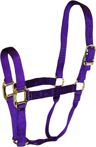 Hamilton Nylonhalfter für Pferde von 800 bis 500 kg, 2,5 cm, Violett | Hochwertiges 2,5 cm dreilagiges Nylon, durchschnittlicher/arabischer/Jährling-Zugluft, gerollter Hals, vermessingte Beschläge