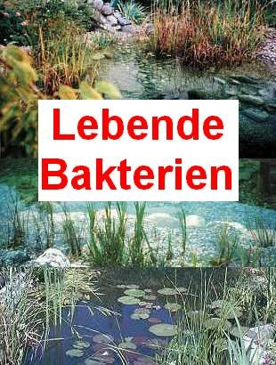 100 g lebende Bakterien + 1 Seerose für den Teich
