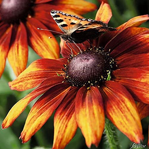 GARTEN SCHLÜTER® Sonnenhut - Rudbeckia triloba - 9 cm - Topf