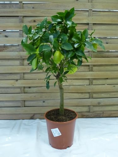 [Palmenlager] Citrus x floridana 90 cm - Pot 21 cm Ø/LIMEQUAT/Kreuzung aus Kumquat und Limette